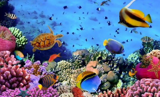 Photo of a coral colony on a reef, Egypt